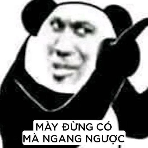 Gấu trúc nói yêu là yêu, không có chơi đùa