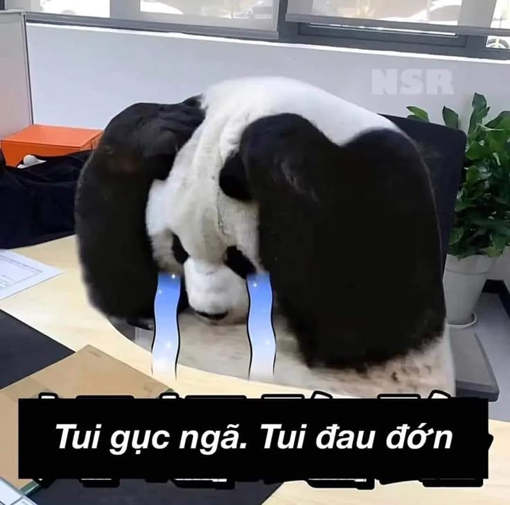 Mỗi lần thấy gấu trúc buồn là thấy trời xám