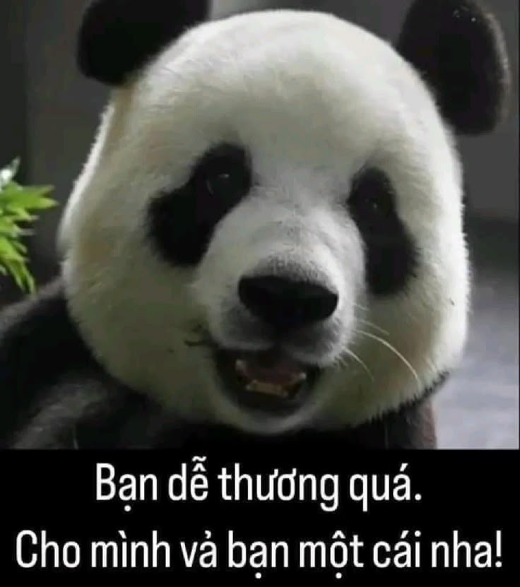 Có chuyện gì cũng đừng quên nựng gấu trúc cái