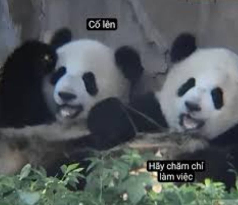 Hình ảnh cố lên meme con gấu trúc