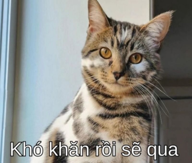 Hình ảnh cố lên meme con mèo
