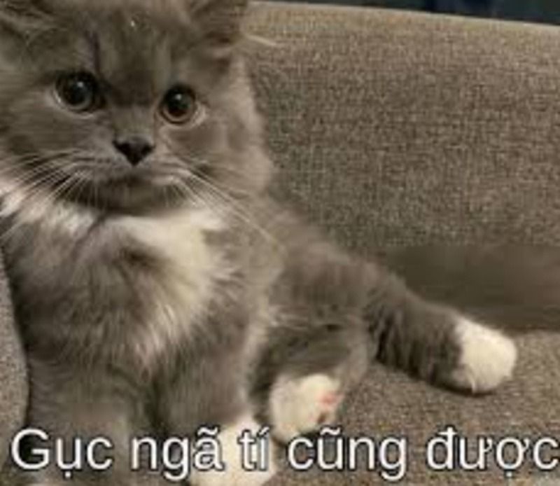 Hình ảnh cố lên meme con mèo