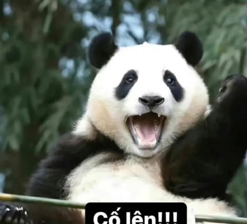 Hình ảnh cố lên meme con gấu trúc