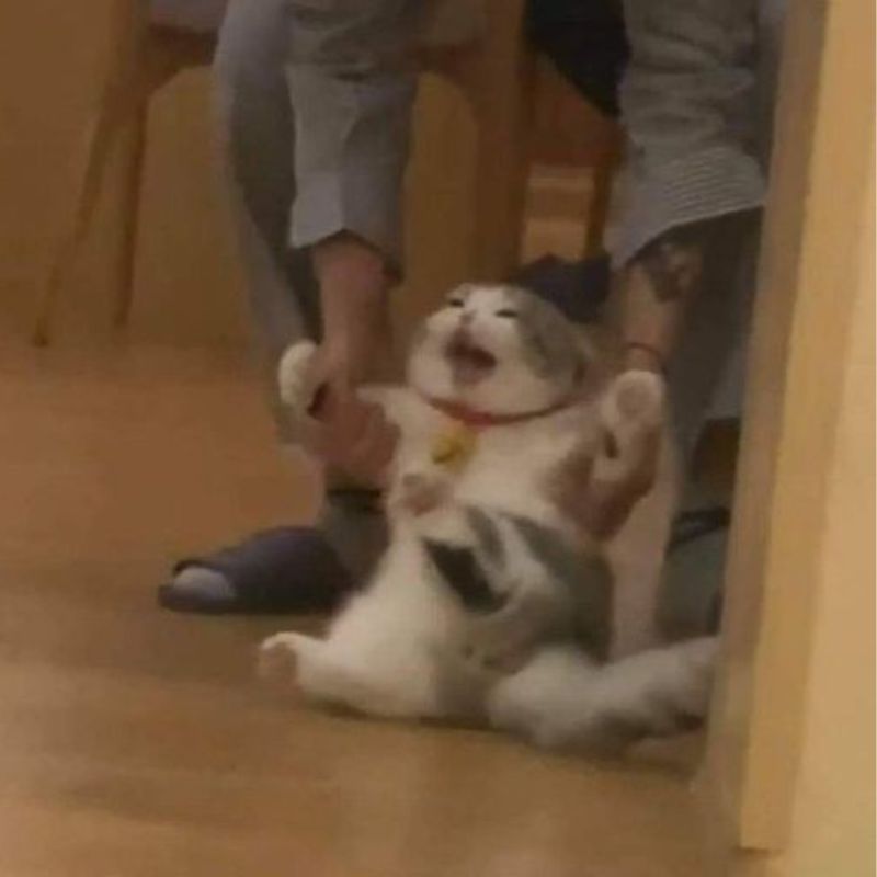mèo giận dữ meme