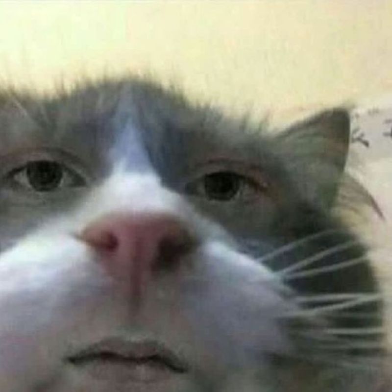 meme mèo bất lực