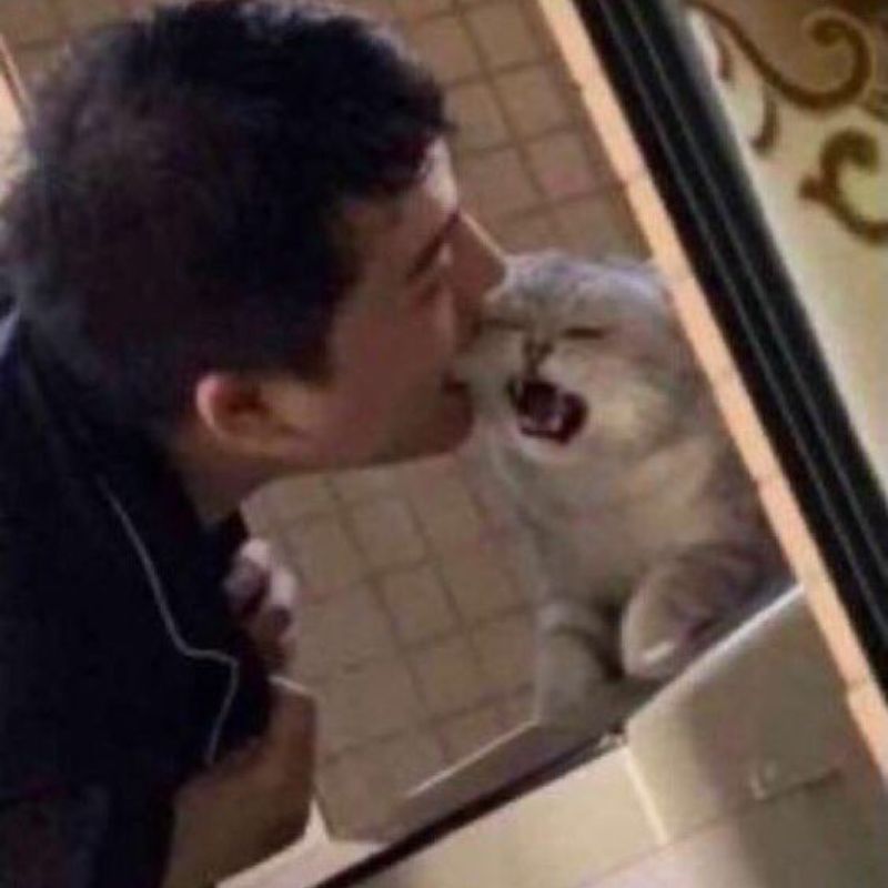 meme mèo bị cắn