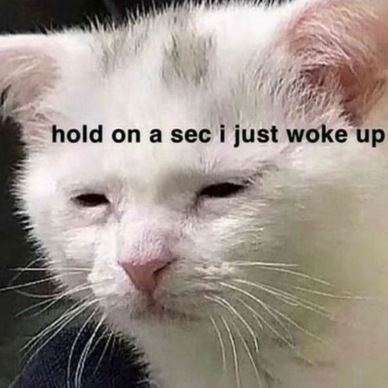 meme mèo buồn ngủ