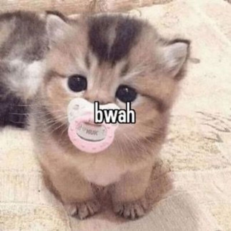 meme mèo con đáng yêu