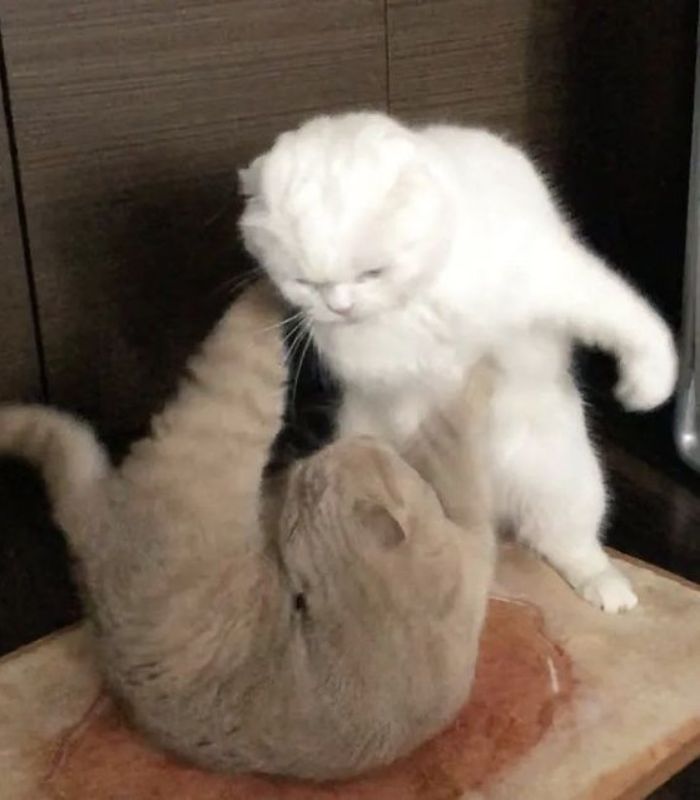 meme mèo cười nhe răng