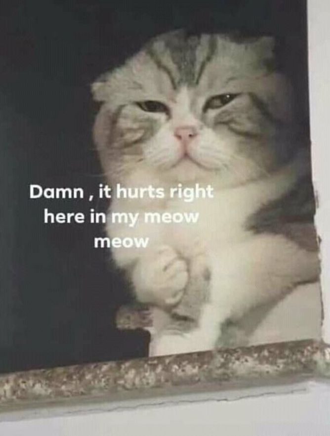 meme mèo đau đớn