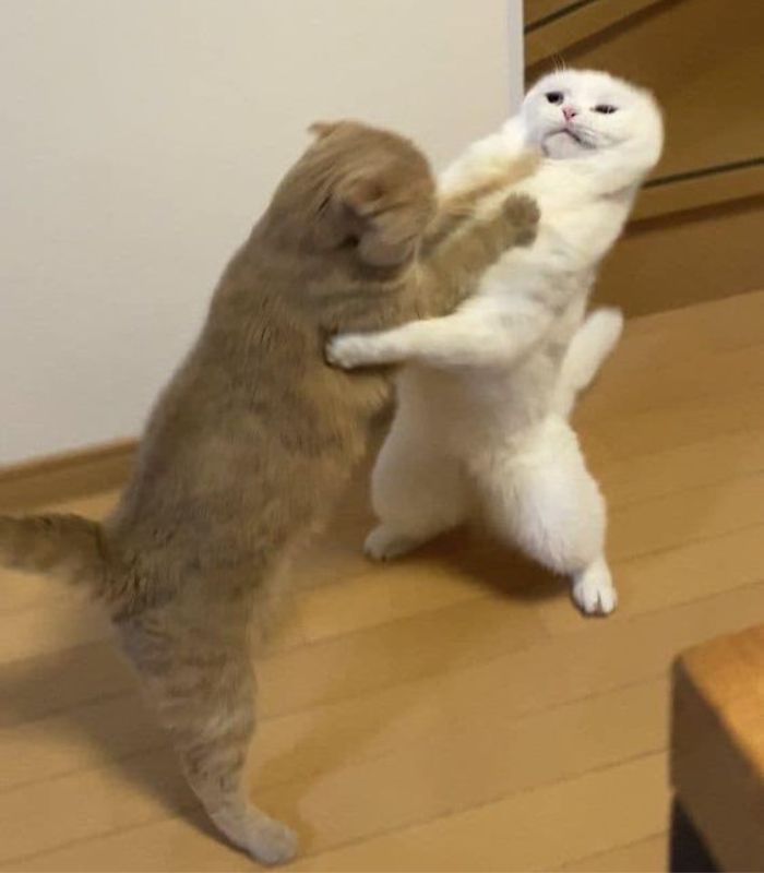 meme mèo dỗi