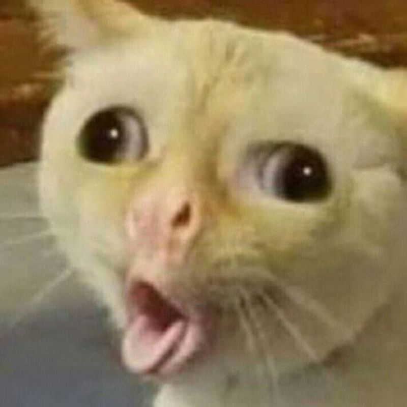 meme mèo lè lưỡi