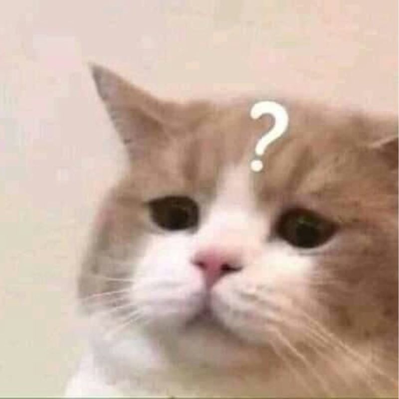 meme mèo không hiểu