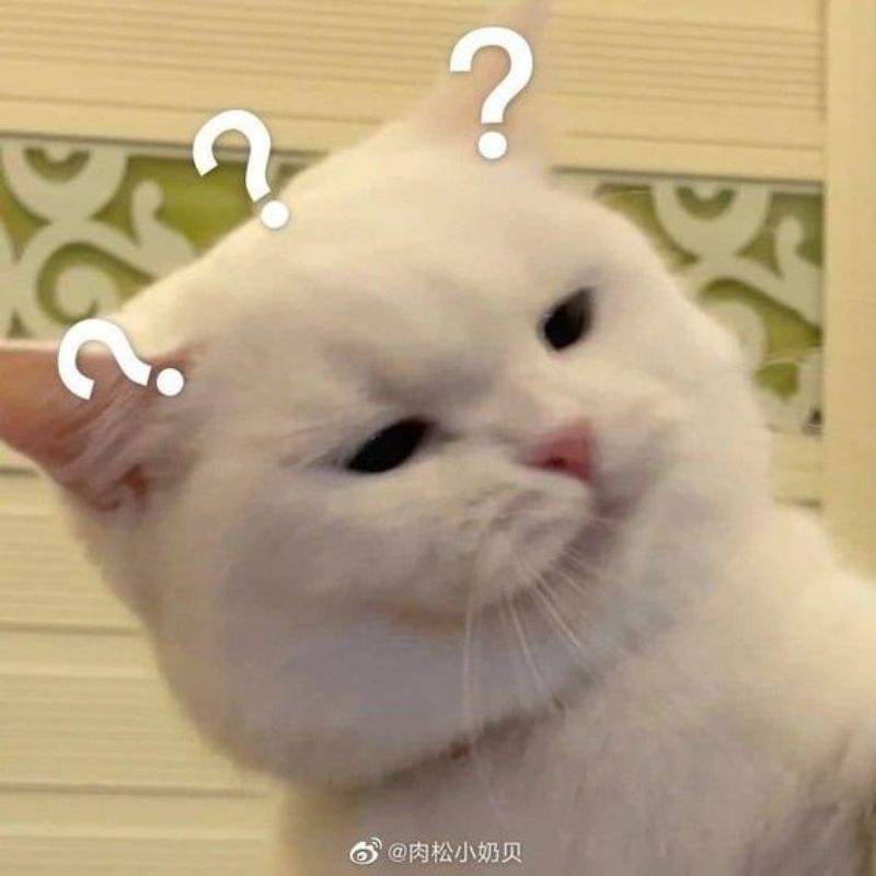 meme mèo khó hiểu