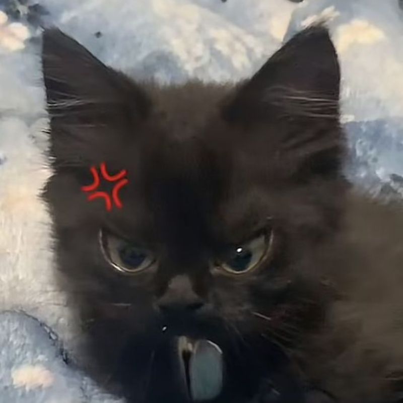 meme mèo khinh bỉ