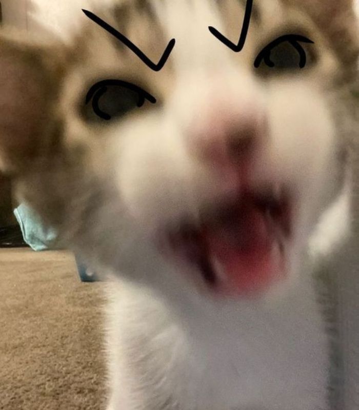 mèo chửi meme