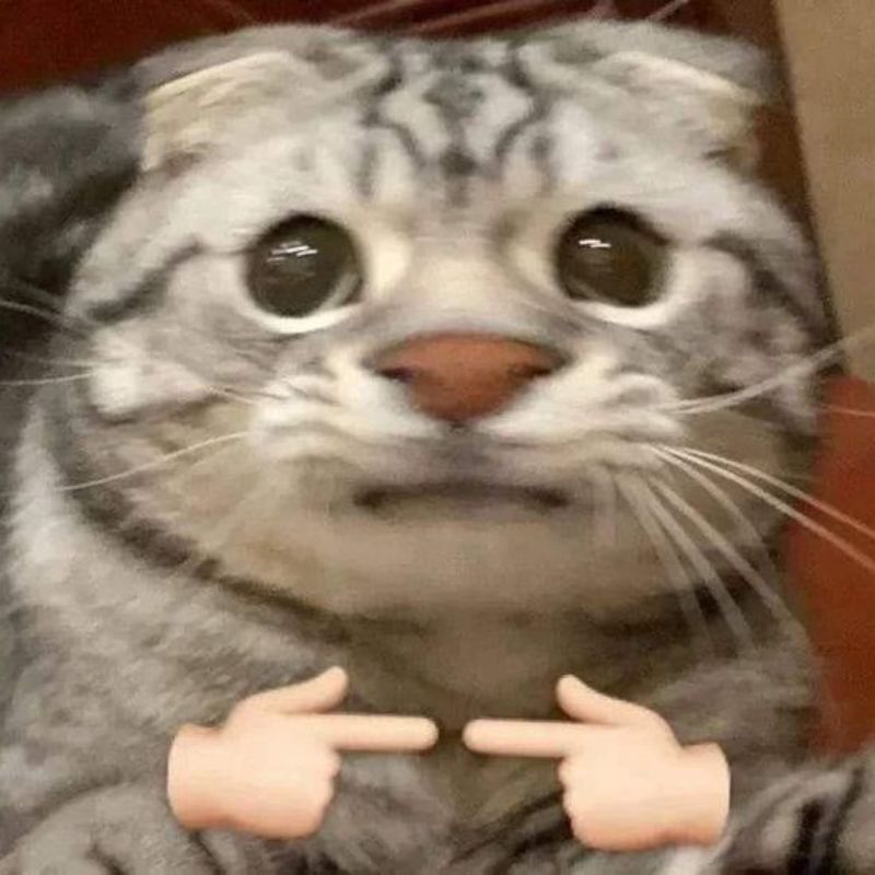 meme mèo xấu hổ