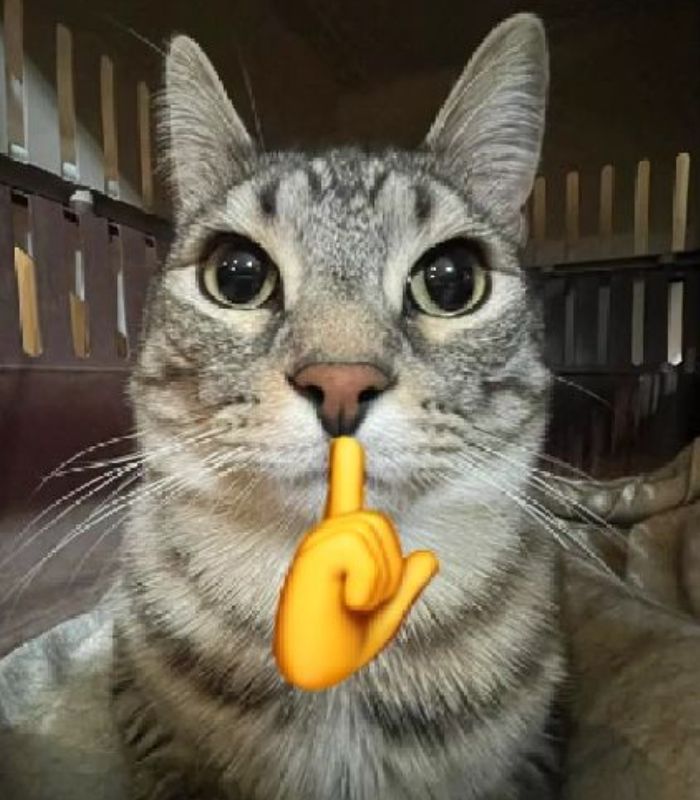 meme mèo suỵt