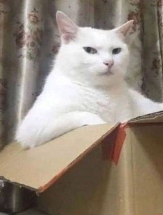 mèo meme