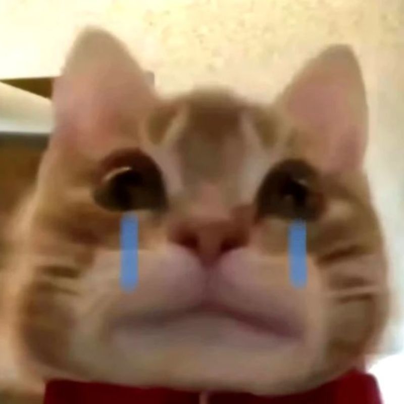 hình mèo meme