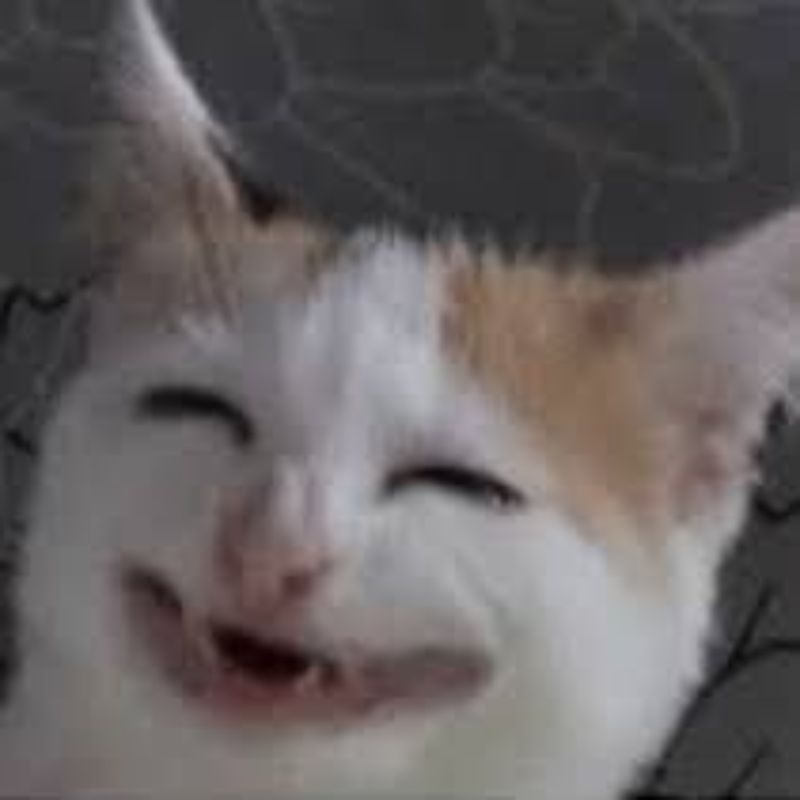 meme mèo cười bỉ ổi