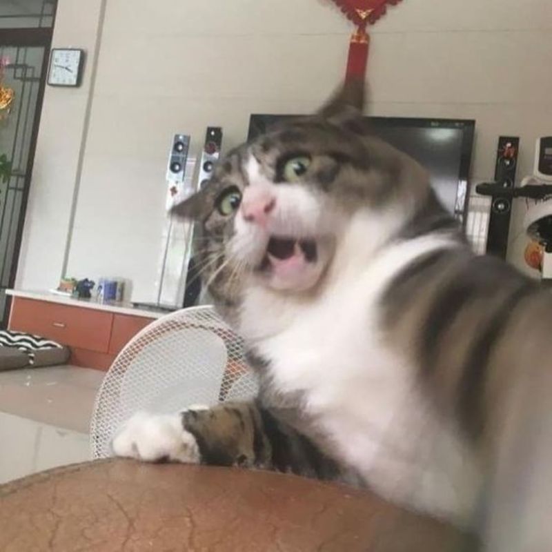 mèo hốt hoảng meme