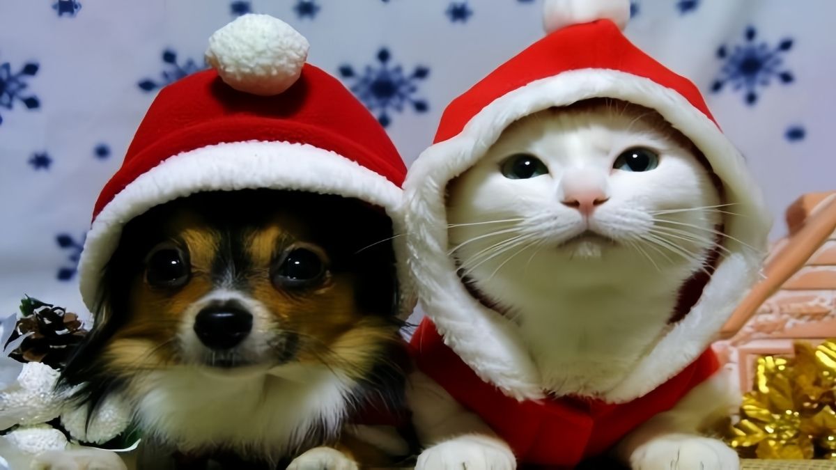 Ảnh mèo meme mùa Noel đáng yêu