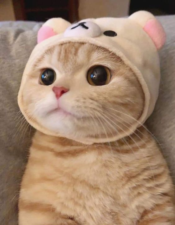 Cho mượn cái mũ coi!