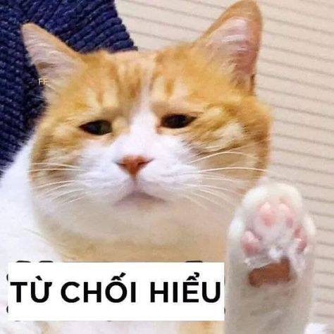 Xin được từ chối hiểu!