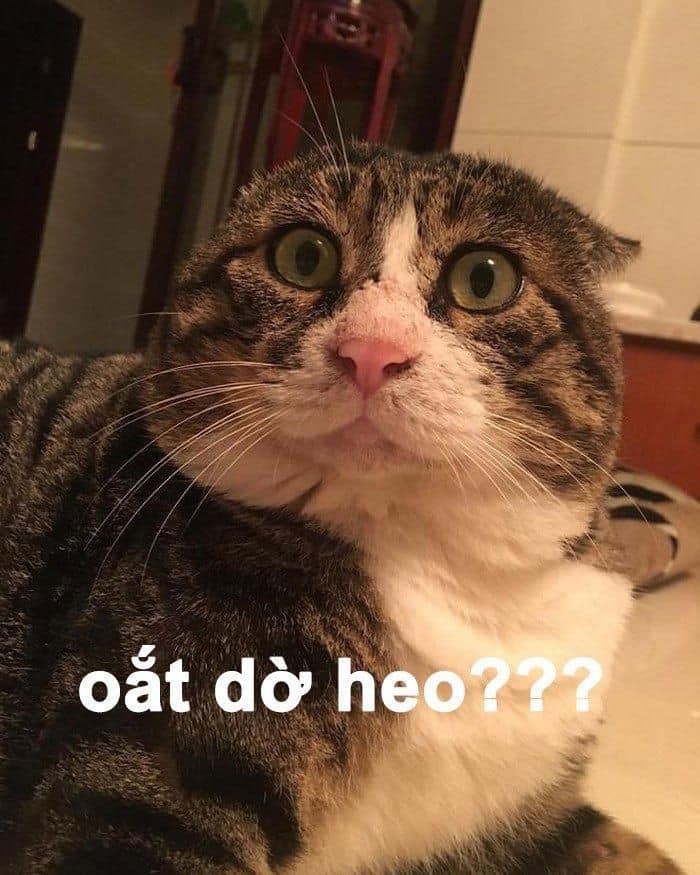 Oắt dờ heo? Gì vậy má?
