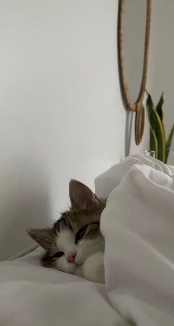 Chúc các bạn ngủ ngon!