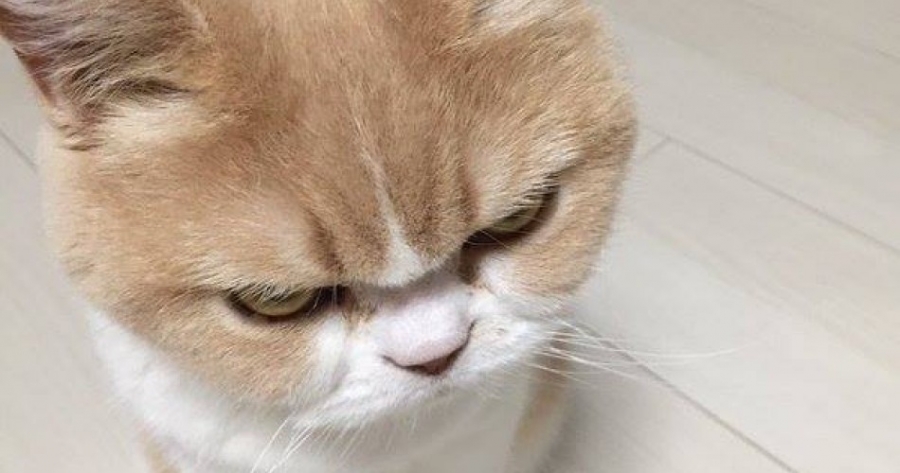 Hừ cứ liệu hồn.