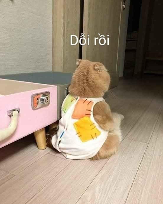 Dỗi rồi!