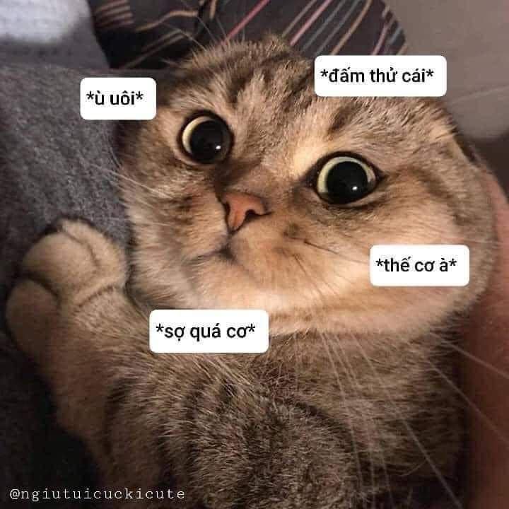 Sợ quá cơ, thế cơ à?