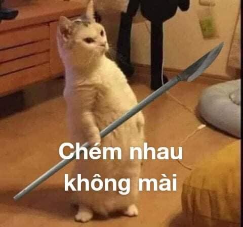99+ ảnh meme mèo, ảnh chế mèo hài, dễ thương cho điện thoại, máy tính - Ảnh 6