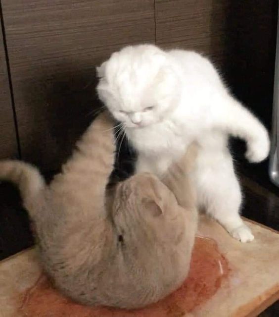 Đánh nhau đi!