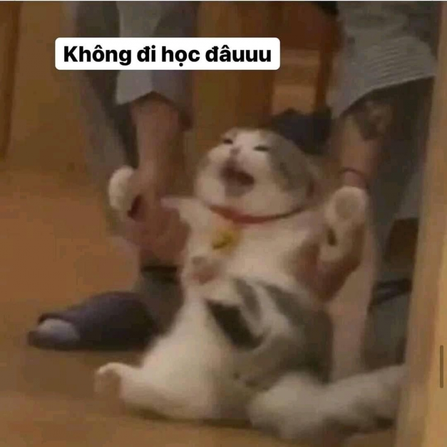 Không đi học đâuuu.