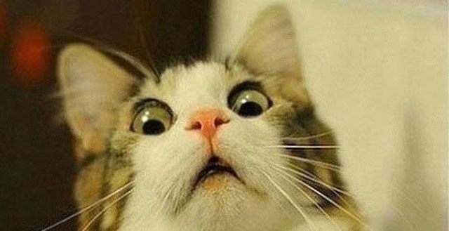 Ủa cái gì zợ?