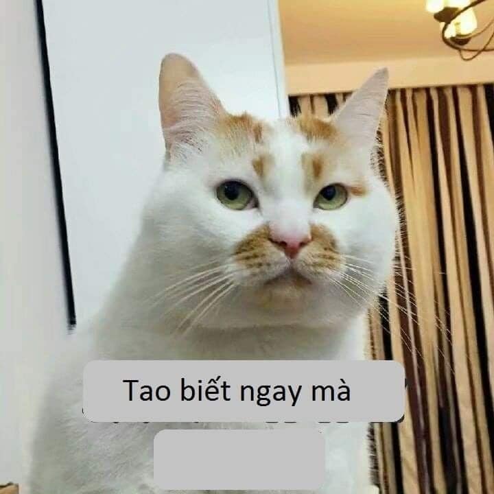 Tao biết ngay mà, tao nói có sai đâu!