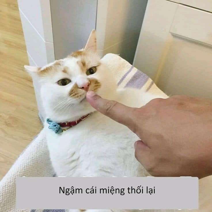 Tao không ngậm đấy!