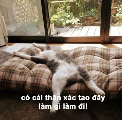 Có cái thân xác tao đây, làm gì làm đi!