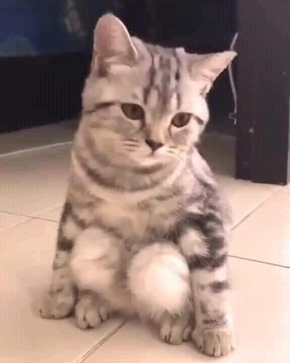 Goy vậy đó!