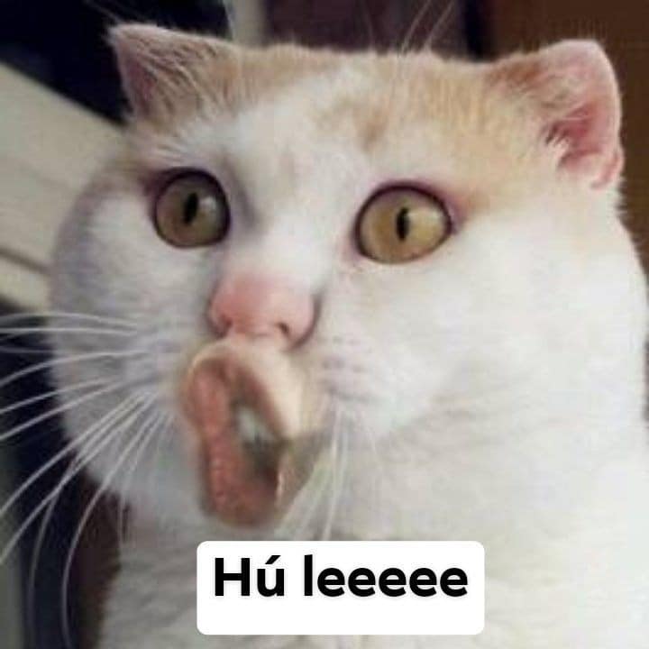 Hú le quẩy lên!!!
