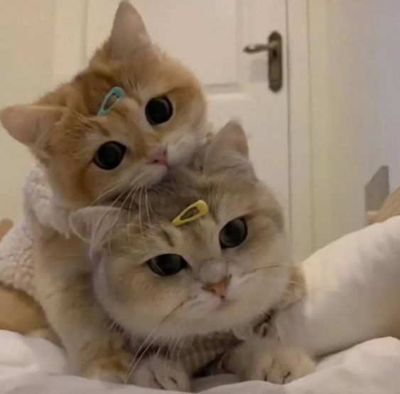 Ỏ thôi mà đừng giận nữa, em xin lỗi anh!