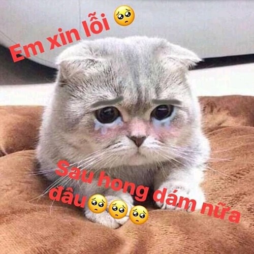 Em xin lỗi, sau hông dám nữa đâu hức hức.
