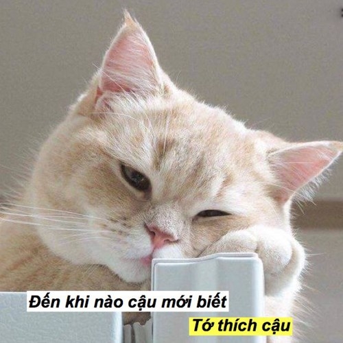 Đến khi nào cậu mới biết tớ thích cậu? Nỗi lòng này làm sao tớ dám tỏ?