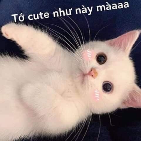 Tớ cute như thế này cơ màaa.