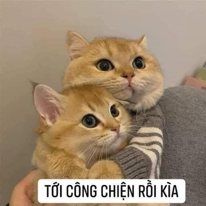Tới công chiện rồi kìa em ơi!