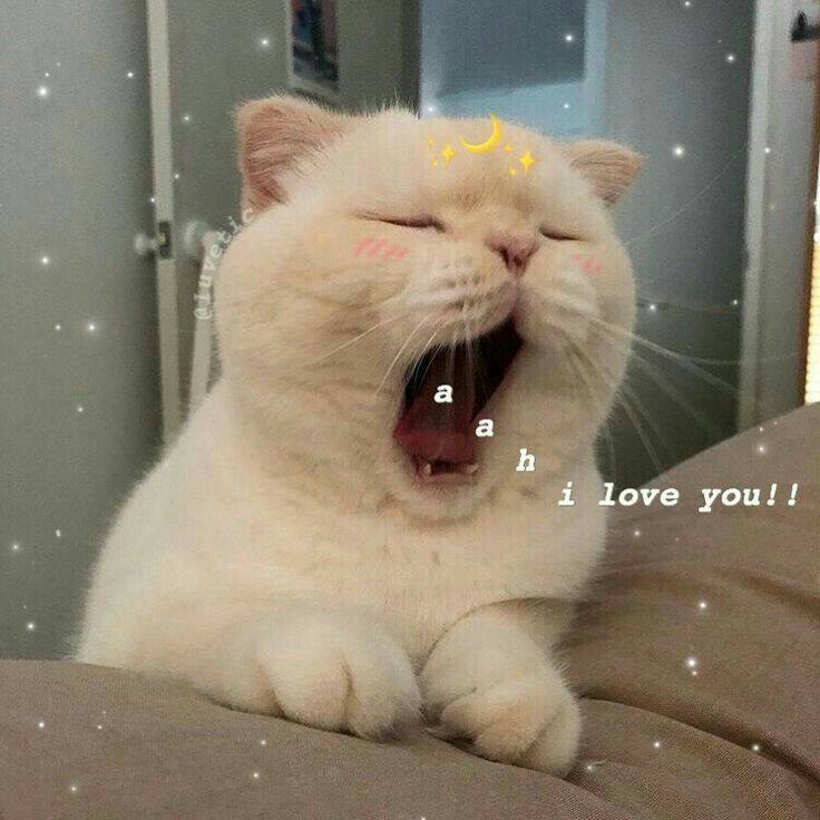 I love you! Chúc anh yêu ngủ ngon mơ đẹp.
