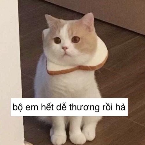 Bộ em hết dễ thương rồi hả? Anh hết thương em rồi sao?